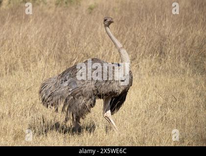 Common Ostrich, Ngoro Ngoro Crater, Tanzania Foto Stock