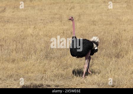 Common Ostrich, Ngoro Ngoro Crater, Tanzania Foto Stock