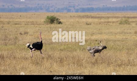 Common Ostrich, Ngoro Ngoro Crater, Tanzania Foto Stock