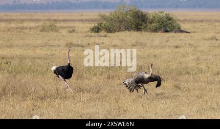 Common Ostrich, Ngoro Ngoro Crater, Tanzania Foto Stock