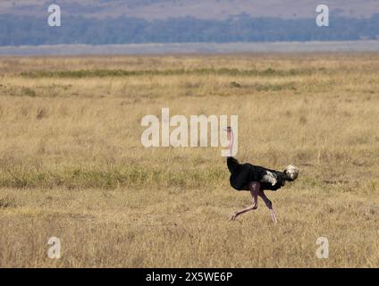 Common Ostrich, Ngoro Ngoro Crater, Tanzania Foto Stock