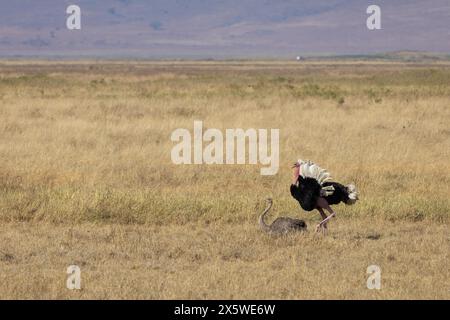 Common Ostrich, Ngoro Ngoro Crater, Tanzania Foto Stock