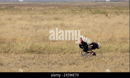 Common Ostrich, Ngoro Ngoro Crater, Tanzania Foto Stock
