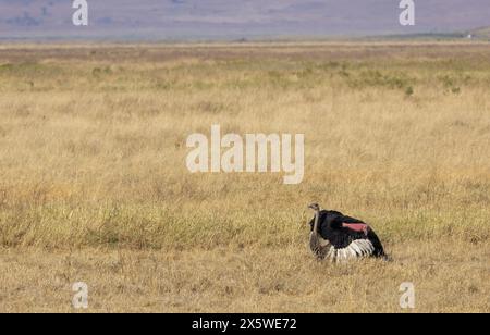 Common Ostrich, Ngoro Ngoro Crater, Tanzania Foto Stock
