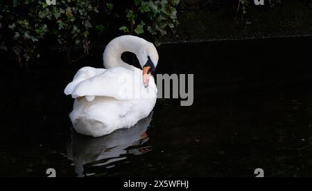 Cigno muto sul fiume Crane, Twickenham, Inghilterra Foto Stock