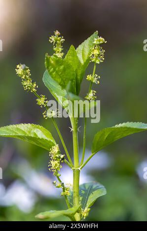 Cani mercurio Foto Stock