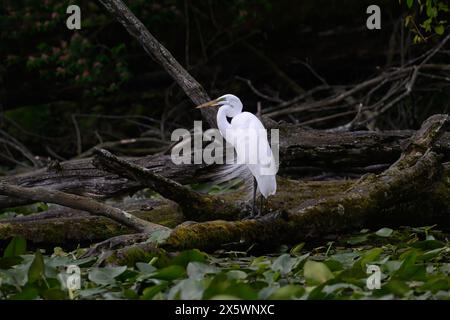 Un grande egret (Ardea alba) nell'allevamento del piumaggio in primavera nel Michigan, USA. Foto Stock