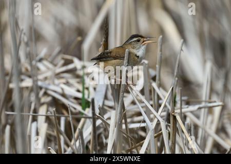 Un Marsh Wren (Cistothorus palustris) in piedi sulle code di gatto in una palude nel Michigan, Stati Uniti. Foto Stock