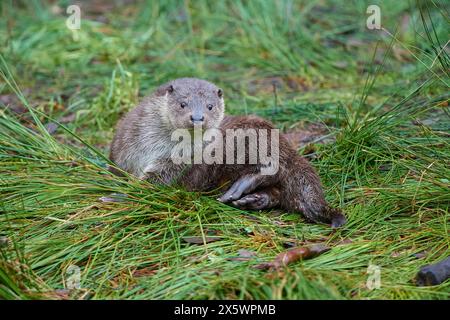 Lontra europea (Lutra lutra), sul lago Foto Stock