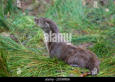 Lontra europea (Lutra lutra), sul lago Foto Stock