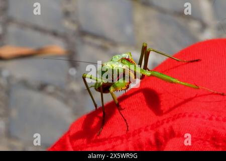 Vista dettagliata di una Hierodula patellifera (mandrie asiatiche giganti) arroccata su un vivace tessuto rosso. Mostra le texture uniche del suo esoscheletro, Wula Foto Stock