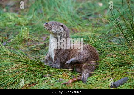 Lontra europea (Lutra lutra), sul lago Foto Stock