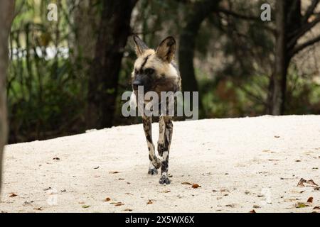 African Wild Dog Foto Stock