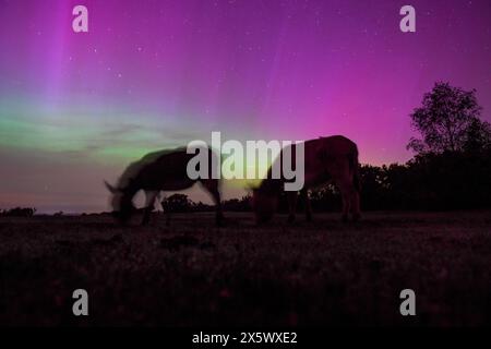 Gli asini della New Forest pascolano di notte con l'aurora boreale che mostra magici colori nel cielo. Foto Stock