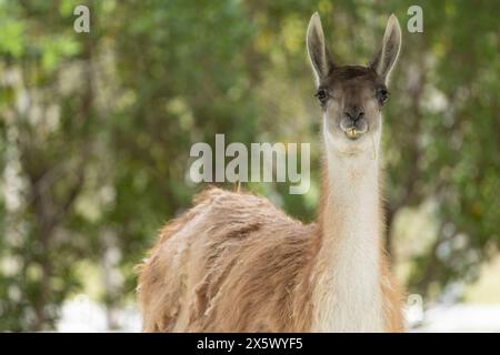 Llama o Lama Foto Stock