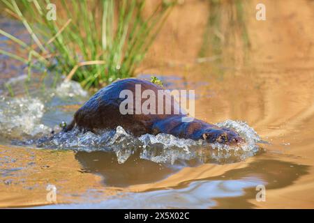 Lontra europea (Lutra lutra), tuffati nello stagno Foto Stock