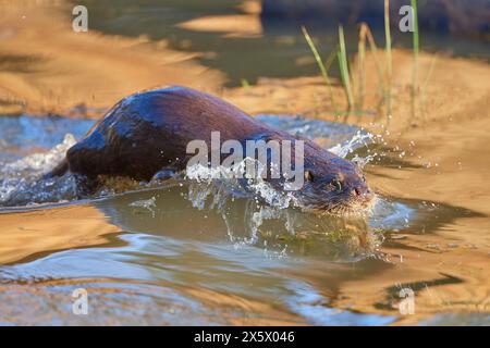 Lontra europea (Lutra lutra), tuffati nello stagno Foto Stock