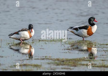 Coppia di riparo comune, Tadorna tadorna, pioppo nella laguna costiera, tardo inverno. Dorset. Foto Stock