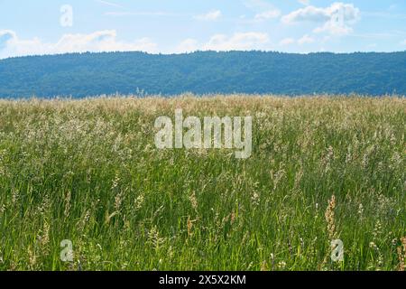 Paesaggio con prato in primavera, Großheubach, Miltenberg, Spessart, Baviera, Germania Foto Stock