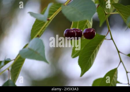 ciliegie rosse su un ramo e foglie verdi sullo sfondo Foto Stock