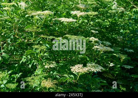 Fioritura dei fiori di sambuco in primavera, Baviera, Germania Foto Stock