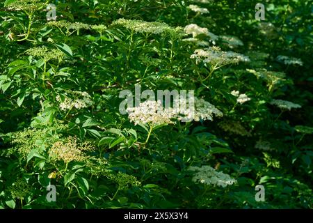 Fioritura dei fiori di sambuco in primavera, Baviera, Germania Foto Stock
