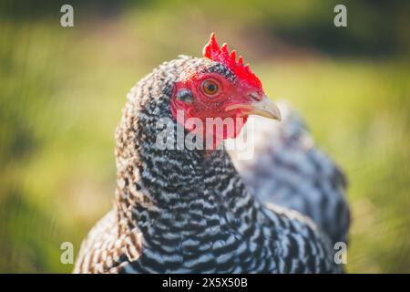 Nano Amrock hen (gallina Amrock Bantam) Foto Stock