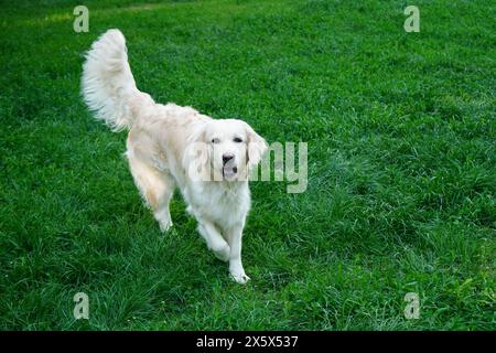Cane Golden retriever bianco che si fa avanti sull'erba verde nel parco Foto Stock