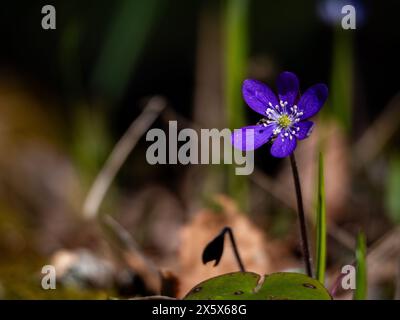 Anemone blu nella foresta in primavera su sfondo sfocato Foto Stock