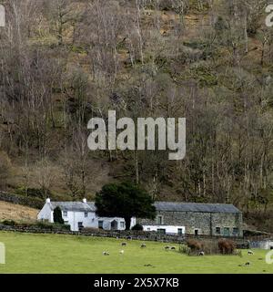 fattoria ed edifici ai piedi della ripida collina boscosa a borrowdale, cumbria, con pecore che pascolano nel campo Foto Stock