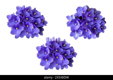 Set di fiori viola viola senza foglie, oggetto isolato da piante domestiche, messa a fuoco selettiva del percorso di ritaglio, elemento decorativo per il design, concetto di arredamento per la casa Foto Stock