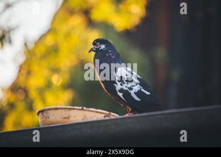 Waldviertler Kröpfer (Waldviertel Cropper Pigeon), Waldviertler Schecken, Schwarzschecken - una vecchia razza di piccione proveniente dal nord dell'Austria Foto Stock