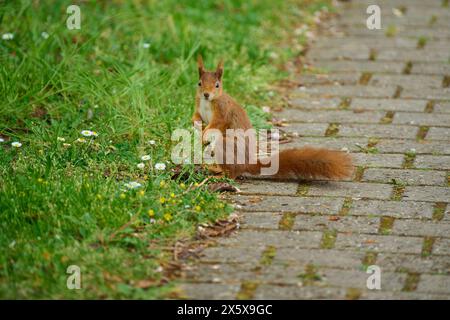 Red Squirrel (Sciurus vulgaris), in park at spring Foto Stock