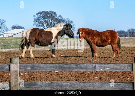 Due cavalli in piedi uno accanto all'altro in un campo. Uno è marrone e bianco e l'altro è marrone Foto Stock