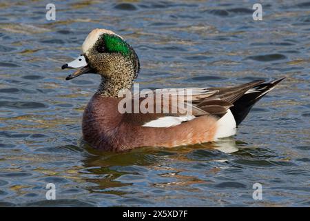 Questa fotografia cattura un Wigeon americano (maschio) che si allontana in una mattina d'inverno. I maschi hanno una maschera di piume verdi e un cappuccio color crema. Foto Stock