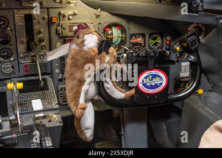 Orville, lo scoiattolo ad alto volo della NASA, prova la sua zampa a pilotare l’aeromobile DC-8 presso l’Armstrong Flight Research Center Building 703 della NASA a Palmdale, Foto Stock