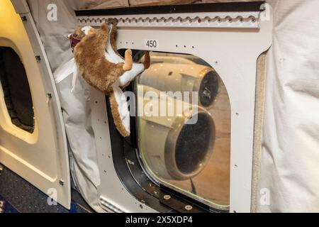 Orville, lo scoiattolo volante della NASA, è appeso al DC-8 presso l'Armstrong Flight Research Center Building 703 della NASA a Palmdale, California. Acceso Foto Stock