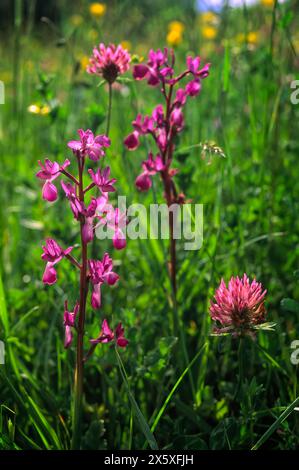 Orchidea a fiore di LAX (Anacamptis laxiflora), Orchidaceae. bulbosa erbacea, pianta selvatica. Firenze, Toscana, Italia. Foto Stock