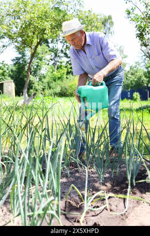 Un contadino maturo sta innaffiando le cipolle nel letto del giardino Foto Stock