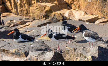 Piccolo gregge di uccelli che avvistano ostriche sulle rocce al sole Foto Stock