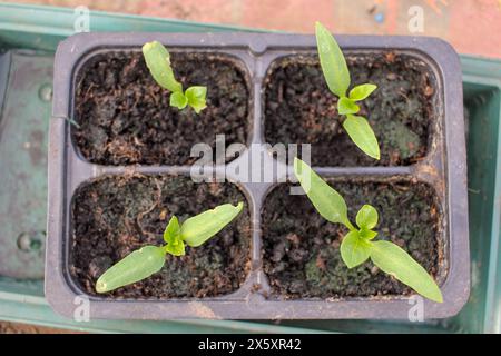 peperoni biologici che crescono velocemente in una serra Foto Stock