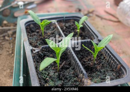 peperoni biologici che crescono rapidamente dai semi Foto Stock