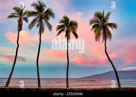 Quattro palme all'alba a Lahaina su Front Street. Foto Stock