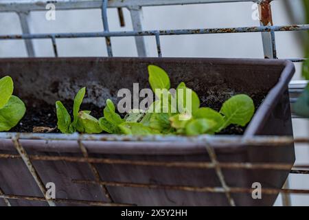 Giovani germogli di lattuga verde in un contenitore sul balcone. Container da giardinaggio, vasi aromatici alle erbe sul balcone. Foto Stock