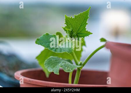 Crescono cetrioli sul balcone. Giovani piantine di cetrioli in vasi di fiori sulla terrazza di un edificio alto erbe stagionali, cucina con balcone Foto Stock