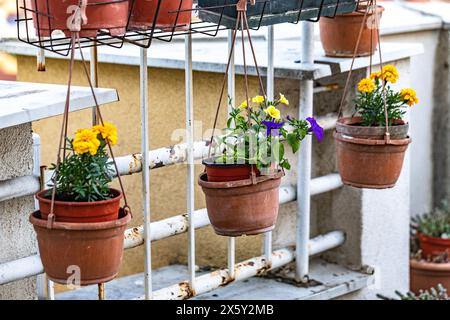 Calendule gialle e petunie blu in pentole sulla terrazza. Decorazioni con erbe aromatiche e balcone. Foto Stock