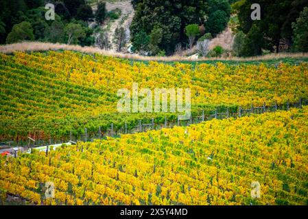 Pinot Noir e Riesling Vineyard a Canterbury, nuova Zelanda Foto Stock