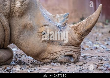 Rhino bianco meridionale riposante (Ceratotherium simum simum) allo Zoo di Atlanta vicino al centro di Atlanta, Georgia. (USA) Foto Stock