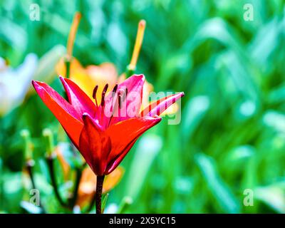 Giglio rosso in giardino con sfondo verde Foto Stock