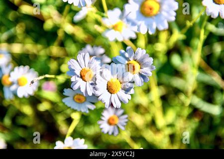 I fiori di camomilla in un prato in una giornata di sole Foto Stock